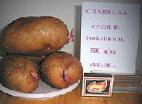 foto La patata la cultivar Slavyanka