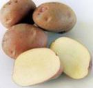 Foto Krumpir kultivar Nakra