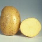 foto La patata la cultivar Dzhelli