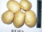 φωτογραφία Πατάτες ποικιλία Yugana