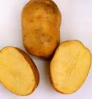Foto Kartoffeln klasse Antonina