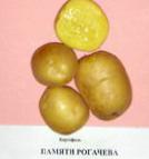 Photo une pomme de terre l'espèce Pamyati Rogachjova