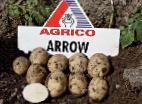 foto La patata la cultivar Ehrou 