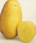 foto La patata la cultivar Kolette