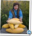 Foto Buča (Tikva) kultivar Banan