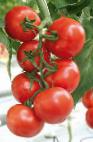 Foto Los tomates variedad Ochakov F1