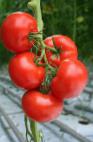 Foto Tomaten klasse Gangut F1 