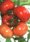 foto I pomodori la cultivar Ostozhenka F1 