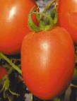 Photo des tomates l'espèce Korol rynka №I F1