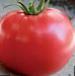 Photo Tomatoes grade Bokele F1
