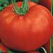 Photo des tomates l'espèce Simona F1