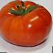 Photo Tomatoes grade Shelf F1