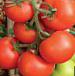 Photo des tomates l'espèce Uragan F1