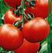 kuva tomaatit laji Tajjfun F1