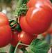 Photo Tomatoes grade Liperkus F1