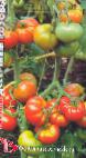 Photo Tomatoes grade Desertnyjj rozovyjj