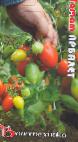 Foto Tomaten klasse Arbalet