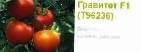 Photo des tomates l'espèce Gravitet F1 (Singenta)