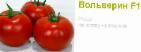 Foto Los tomates variedad Volverin F1 (Singenta)