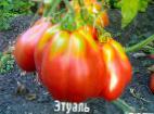 Foto Los tomates variedad Ehtual