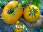 foto I pomodori la cultivar Volf