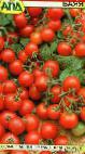 Photo des tomates l'espèce Bayaya