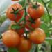 Foto Los tomates variedad Forte Oranzh F1