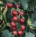 Photo des tomates l'espèce Cherri Roza F1