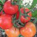 Photo des tomates l'espèce Anyuta F1