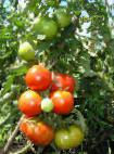 Foto Los tomates variedad Vostorg