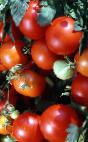 Foto Los tomates variedad Tambovskijj Urozhajjnyjj