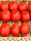 kuva tomaatit laji Plateks F1