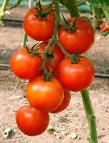 Photo des tomates l'espèce Bizarr F1