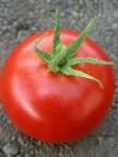 Foto Tomaten klasse Khilario F1