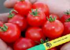 Foto Los tomates variedad Svitini F1