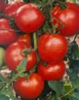 Foto Tomaten klasse Dzhempakt F1 