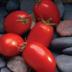 Photo Tomatoes grade Mariana F1