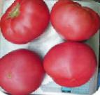 Foto Tomaten klasse Pink Mehdzhik F1