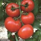Photo des tomates l'espèce Diagramma F1