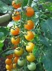 Photo Tomatoes grade Fantaziya 