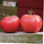 Foto Los tomates variedad Afen F1