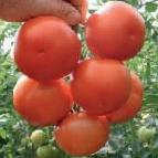 Foto Tomaten klasse Lilos F1