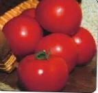 Photo Tomatoes grade Sita F1