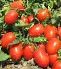 Foto Tomaten klasse Tojjoto F1
