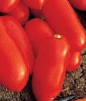 Photo Tomatoes grade Cilao F1