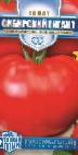 Foto Tomaten klasse Sibirskijj gigant