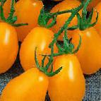 kuva tomaatit laji Piadrops F1