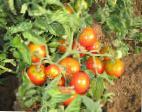 Photo Tomatoes grade Severyanka