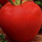 Foto Los tomates variedad Nastyusha