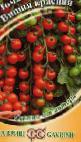 Foto Tomaten klasse Vishnya krasnaya